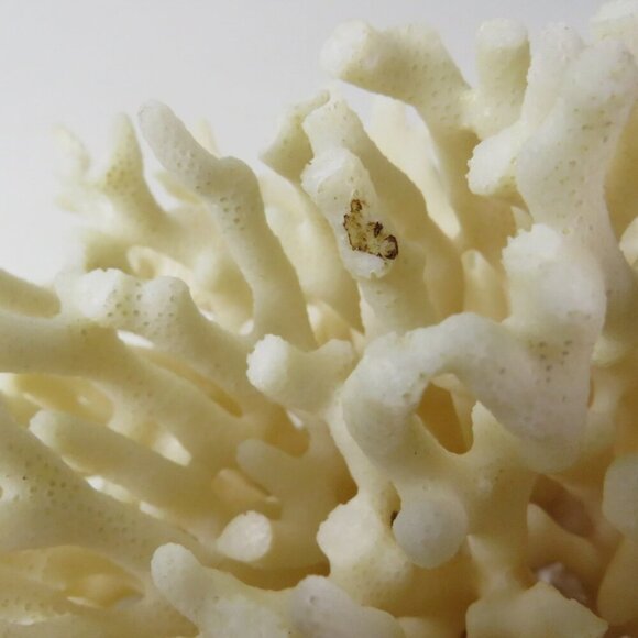 Birds Nest Coral REAL Vintage4x6.5x6.5 White - Picture 3 of 9